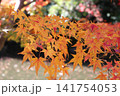 真っ赤な紅葉 141754053