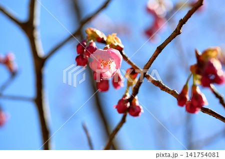 早咲き桜の花 春めき 陽光 早咲き桜の花 春めき 陽光 141754081
