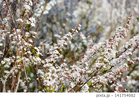 爽やか ユキヤナギの花 爽やか ユキヤナギの花 141754082