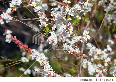爽やか ユキヤナギの花 爽やか ユキヤナギの花 141754084