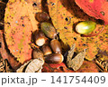 落ち葉とどんぐり 141754409