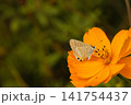 キバナコスモスとシジミチョウ 141754437