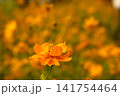 キバナコスモスの畑 141754464
