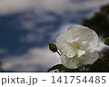 秋空の下の純白の酔芙蓉の花 141754485