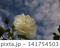 秋晴れの下の純白の酔芙蓉の花 141754503