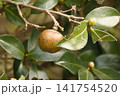 椿の実 141754520