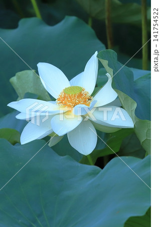 鎌倉の蓮池模様 鎌倉の蓮池模様 141754522