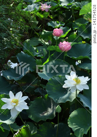 鎌倉の蓮池模様 141754528