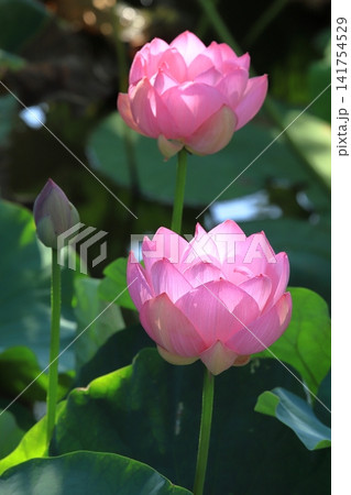 鎌倉の蓮池模様 鎌倉の蓮池模様 141754529