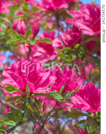 鮮やかに咲くツツジの花 鮮やかに咲くツツジの花 141754570