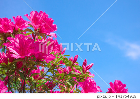 鮮やかに咲くツツジの花 鮮やかに咲くツツジの花 141754919