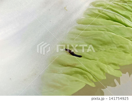 白菜の葉に付着したナメクジ 白菜の葉に付着したナメクジ 141754925