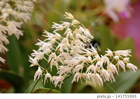 蘭の花 デンドロビウム スぺシオサム 蘭の花 デンドロビウム スぺシオサム 141755093
