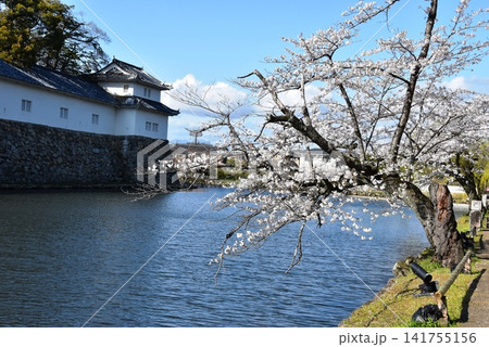 滋賀県 彦根城の中堀と満開桜と彦根市開国記念館(佐和口多聞櫓) 滋賀県 彦根城の中堀と満開桜と彦根市開国記念館(佐和口多聞櫓) 141755156