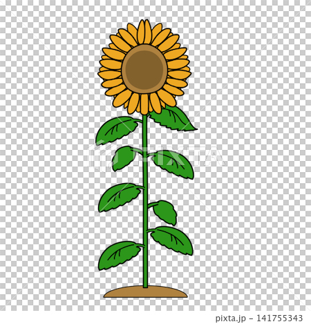 A sunflower A sunflower 141755343