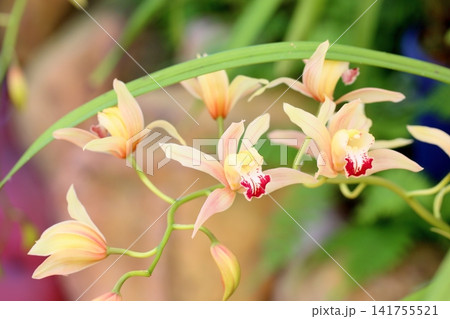 蘭の花 シンビジュウム 蘭の花 シンビジュウム 141755521