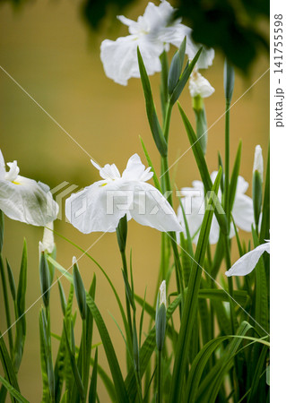 水辺に咲く白い花菖蒲 水辺に咲く白い花菖蒲 141755598
