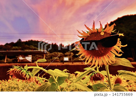 夕暮れのサングラスをかけた向日葵 夕暮れのサングラスをかけた向日葵 141755669