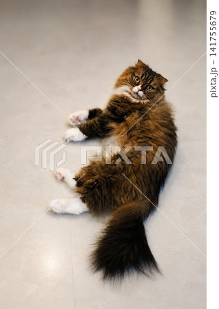 寝ながら見つめるスコティッシュ猫 寝ながら見つめるスコティッシュ猫 141755679
