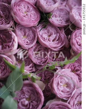 ピンクのカップ咲きの薔薇の花束 ピンクのカップ咲きの薔薇の花束 141755812