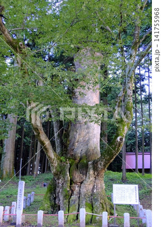 親都神社の大ケヤキ(縦) 親都神社の大ケヤキ(縦) 141755968