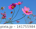 青空に映えるコスモス 141755984