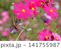 コスモスの花 141755987