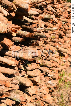 pile of wood log in the country home with sunlight, firewood for fuel 141756001