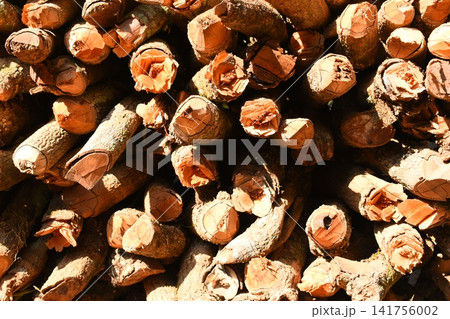 pile of wood log in the country home with sunlight, firewood for fuel pile of wood log in the country home with sunlight, firewood for fuel 141756002