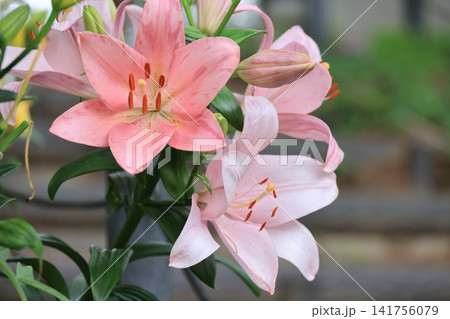 クローズアップ撮影したユリの花 クローズアップ撮影したユリの花 141756079