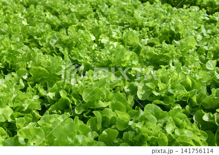 Green lettuce leaf vegetable crop fresh produce in organic farm garden Green lettuce leaf vegetable crop fresh produce in organic farm garden 141756114