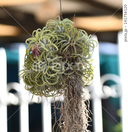 Hanging air plant, root, green leaf in soft indoor garden light Hanging air plant, root, green leaf in soft indoor garden light 141756120