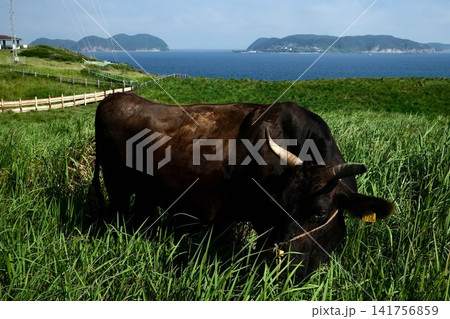 Kuroge Wagyu in Morning Light at Suginohara Pastur 141756859