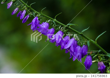Purple Campanula rapunculoides flowers on stem with raindrops on petals and blurred green background close up copy space 141756963