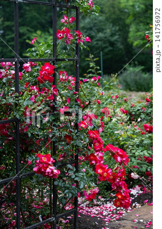 Dortmund kordesii hybrid climbing rose bush with red flowers blooming on black metal fence and dropped petals scattered on ground after rain copy space Dortmund kordesii hybrid climbing rose bush with red flowers blooming on black metal fence and dropped petals scattered on ground after rain copy space 141756972