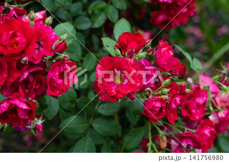 Red flammentanz climbing rose flower clusters blooming on bush with raindrops after summer rain copy space 141756980
