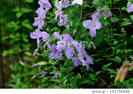 Light violet clematis viticella flowers with green leaves climbing on a metal mesh trellis in a summer garden with dark natural copy space. Light violet clematis viticella flowers with green leaves climbing on a metal mesh trellis in a summer garden with dark natural copy space. 141756986
