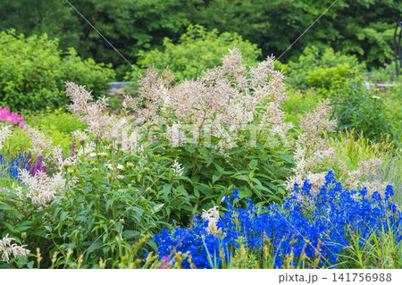 Vibrant summer garden landscape with blooming white persicaria polymorpha fleeceflower shrub and dense blue delphinium grandiflorum larkspur flowers. Vibrant summer garden landscape with blooming white persicaria polymorpha fleeceflower shrub and dense blue delphinium grandiflorum larkspur flowers. 141756988
