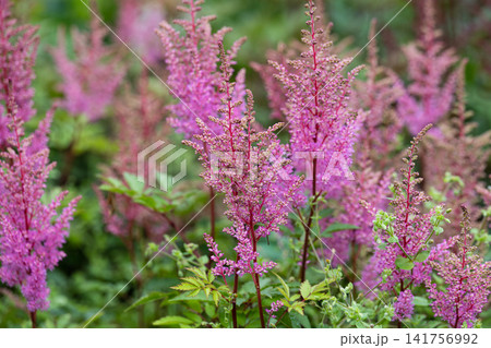 Pink astilbe chinensis flower plumes blooming on a green bush in a dense summer botanical garden field with soft background bokeh and copy space. Pink astilbe chinensis flower plumes blooming on a green bush in a dense summer botanical garden field with soft background bokeh and copy space. 141756992