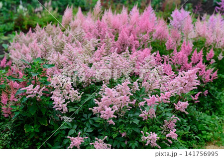 Vibrant summer garden background with mass of blooming light pink astilbe arendsii queen alexandra flower plumes with green foliage copy space. Vibrant summer garden background with mass of blooming light pink astilbe arendsii queen alexandra flower plumes with green foliage copy space. 141756995