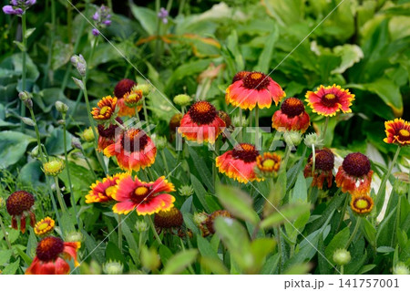 Vibrant red and yellow gaillardia pulchella flower heads blooming on green stems in a lush summer botanical garden flowerbed with text copy space. 141757001