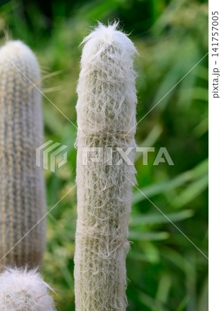 Potted Cephalocereus senilis cactus stem focusing on central stalk covered in fluffy white hair on blurred background 141757005