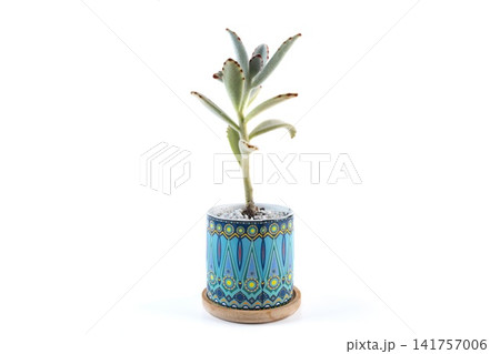 Kalanchoe tomentosa panda plant succulent growing in a colorful ceramic pot with geometric pattern on a white background with copy space. Kalanchoe tomentosa panda plant succulent growing in a colorful ceramic pot with geometric pattern on a white background with copy space. 141757006