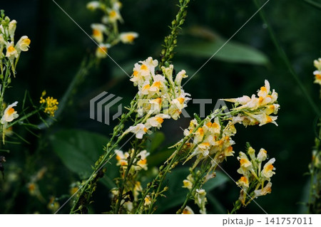 Yellow linaria vulgaris flower blooms covered in raindrops growing on wild stems in a moody summer forest meadow with dark green text copy space. Yellow linaria vulgaris flower blooms covered in raindrops growing on wild stems in a moody summer forest meadow with dark green text copy space. 141757011