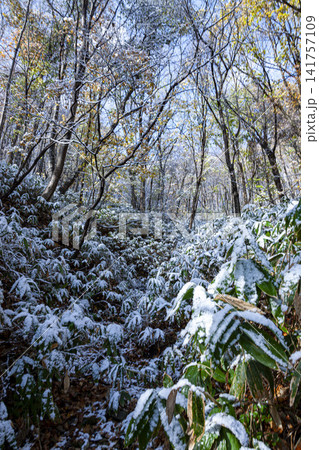 北海道の樹氷が輝く冬の雑木林、雪化粧した常緑樹と落葉樹の風景 141757109
