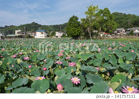 水面に咲くハスの花・大磯町の「東の池」・日本の夏の風景 141757131