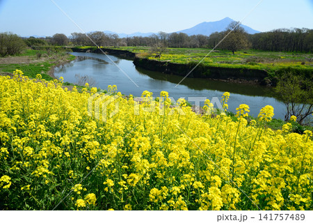 茨城県下妻市小貝川 川べりを黄色く染めた菜の花と春に霞む筑波山 茨城県下妻市小貝川 川べりを黄色く染めた菜の花と春に霞む筑波山 141757489