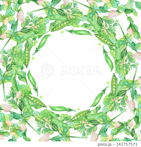 Square frame of the peas. Watercolor illustration. Handmade art work. For packaging design, cards, cover, prints, product labels and fabric. Square frame of the peas. Watercolor illustration. Handmade art work. For packaging design, cards, cover, prints, product labels and fabric. 141757571