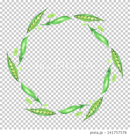 Wreath of the green pea. Watercolor illustration. Handmade art work. For packaging design, cards, cover, prints, product labels and fabric. Wreath of the green pea. Watercolor illustration. Handmade art work. For packaging design, cards, cover, prints, product labels and fabric. 141757576