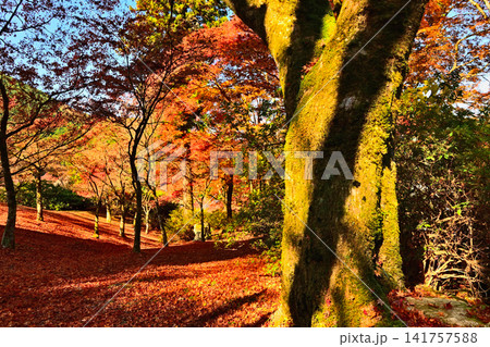 紅葉が美しい晩秋の風景 141757588